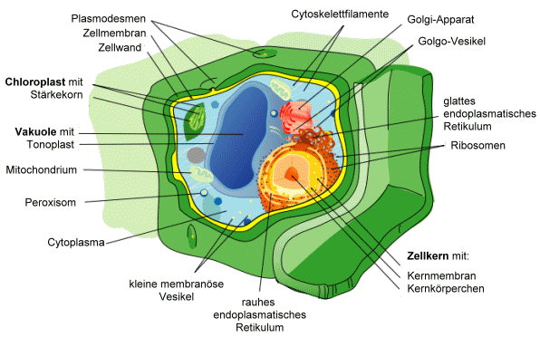 pflanzliche zelle